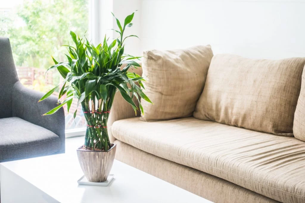Eco-Friendly Home and Apartment Cleaning for a Healthier Lifestyle