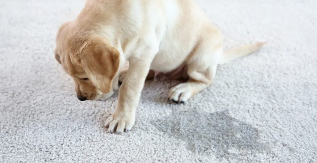 Can Pet Urine Be Completely Removed from Carpet? Toronto Homeowner’s Guide